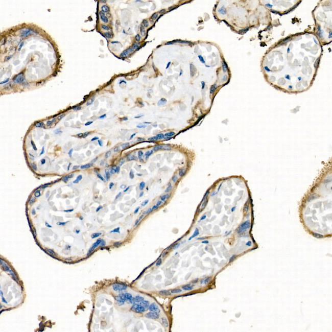 CD98 Antibody in Immunohistochemistry (Paraffin) (IHC (P))