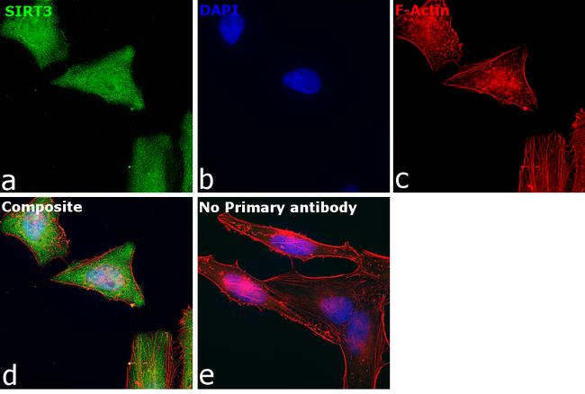 SIRT3 Antibody in Immunocytochemistry (ICC/IF)