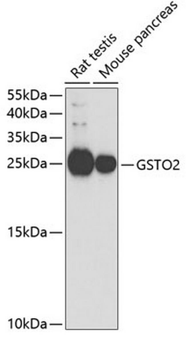 GSTO2 Antibody in Western Blot (WB)