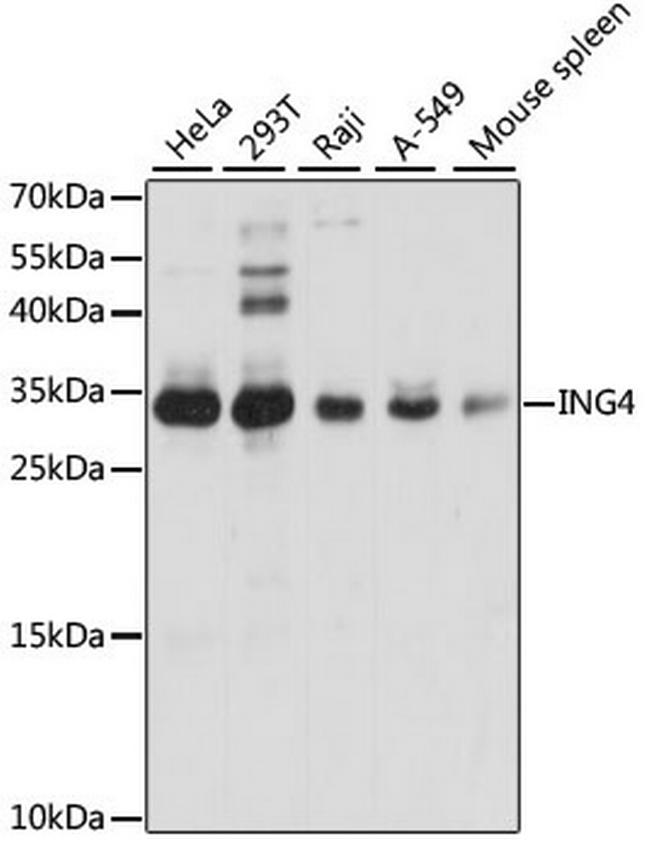 ING4 Antibody in Western Blot (WB)