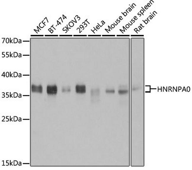 HNRNPA0 Antibody in Western Blot (WB)