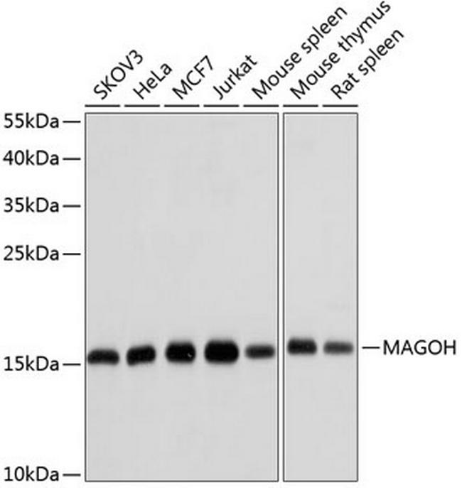 MAGOH Antibody in Western Blot (WB)