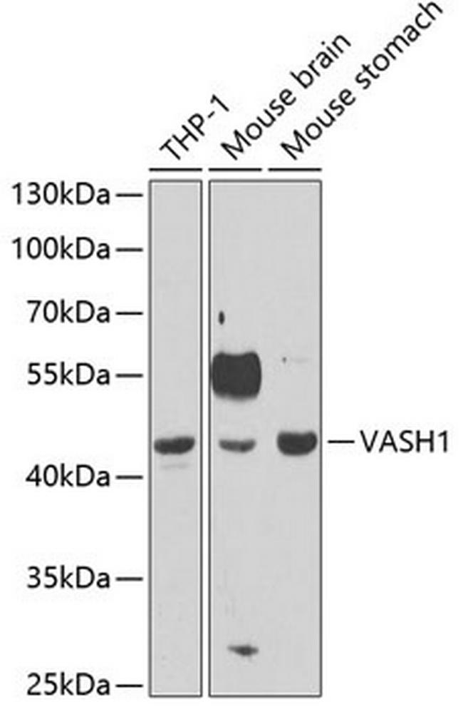 VASH1 Antibody in Western Blot (WB)