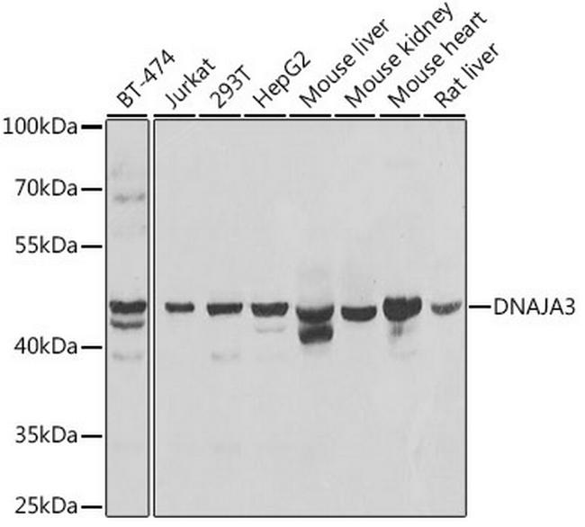 TID1 Antibody in Western Blot (WB)