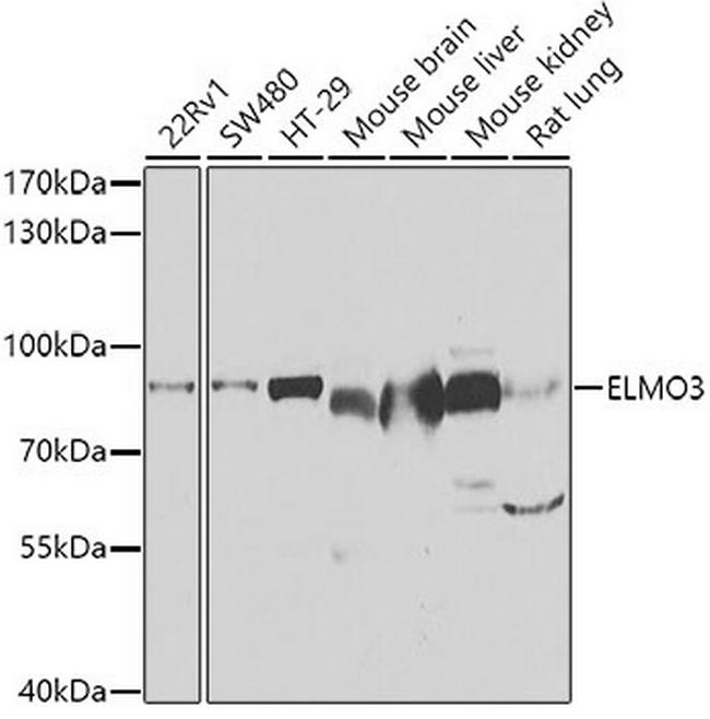 ELMO3 Antibody in Western Blot (WB)