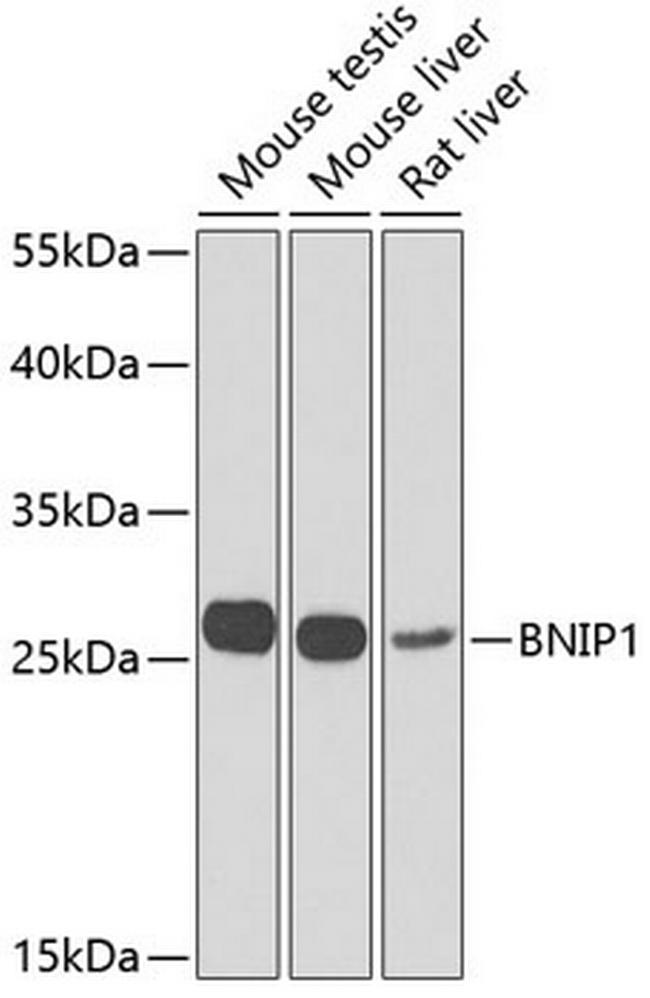 BNIP1 Antibody in Western Blot (WB)