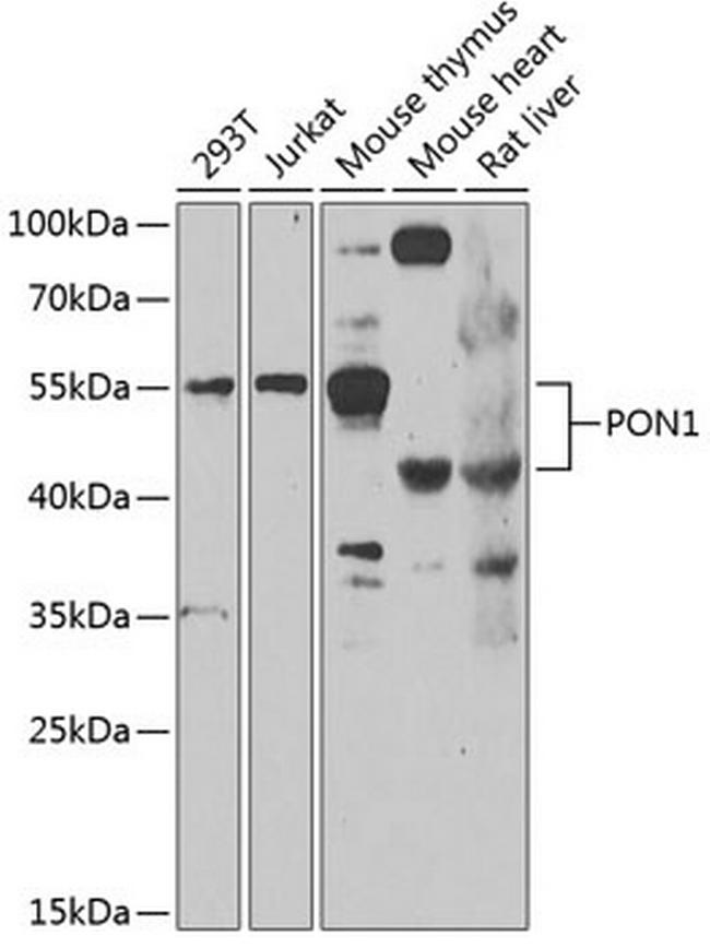 PON1 Antibody in Western Blot (WB)