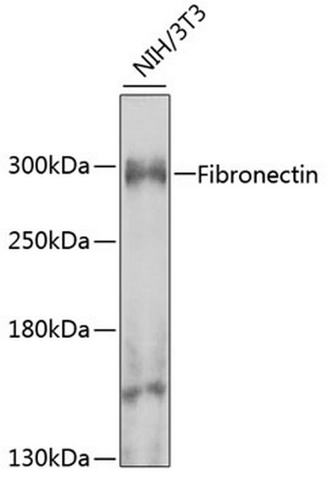 Fibronectin Antibody in Western Blot (WB)