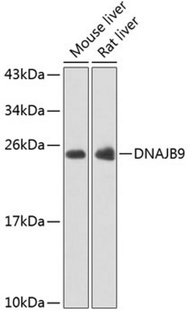 DNAJB9 Antibody in Western Blot (WB)