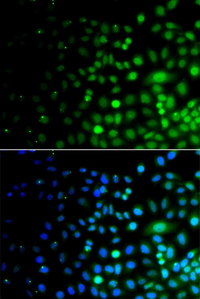 UBE1L2 Antibody in Immunocytochemistry (ICC/IF)