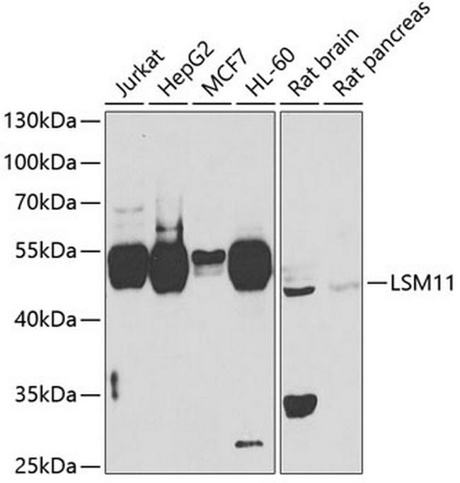 LSM11 Antibody in Western Blot (WB)