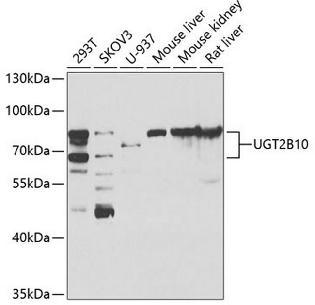 UGT2B10 Antibody in Western Blot (WB)