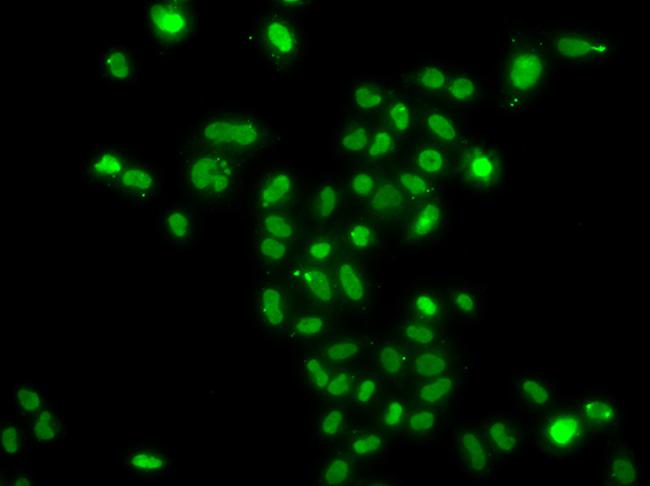 MORF4L2 Antibody in Immunocytochemistry (ICC/IF)