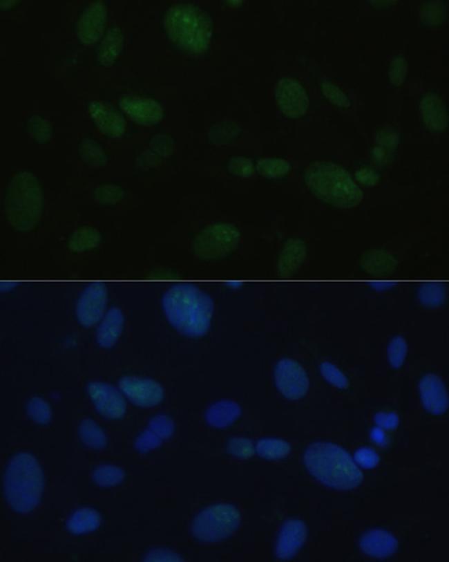 DNA-PK Antibody in Immunocytochemistry (ICC/IF)