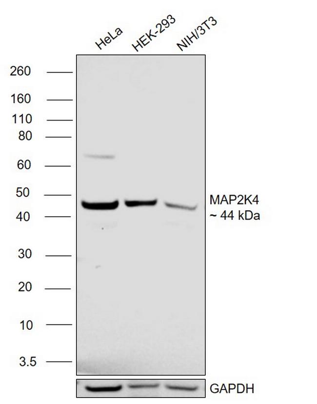 MAP2K4 Antibody in Western Blot (WB)