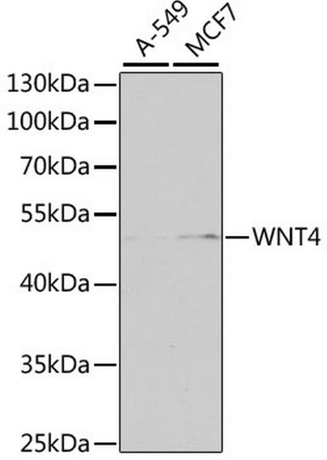 WNT4 Antibody in Western Blot (WB)