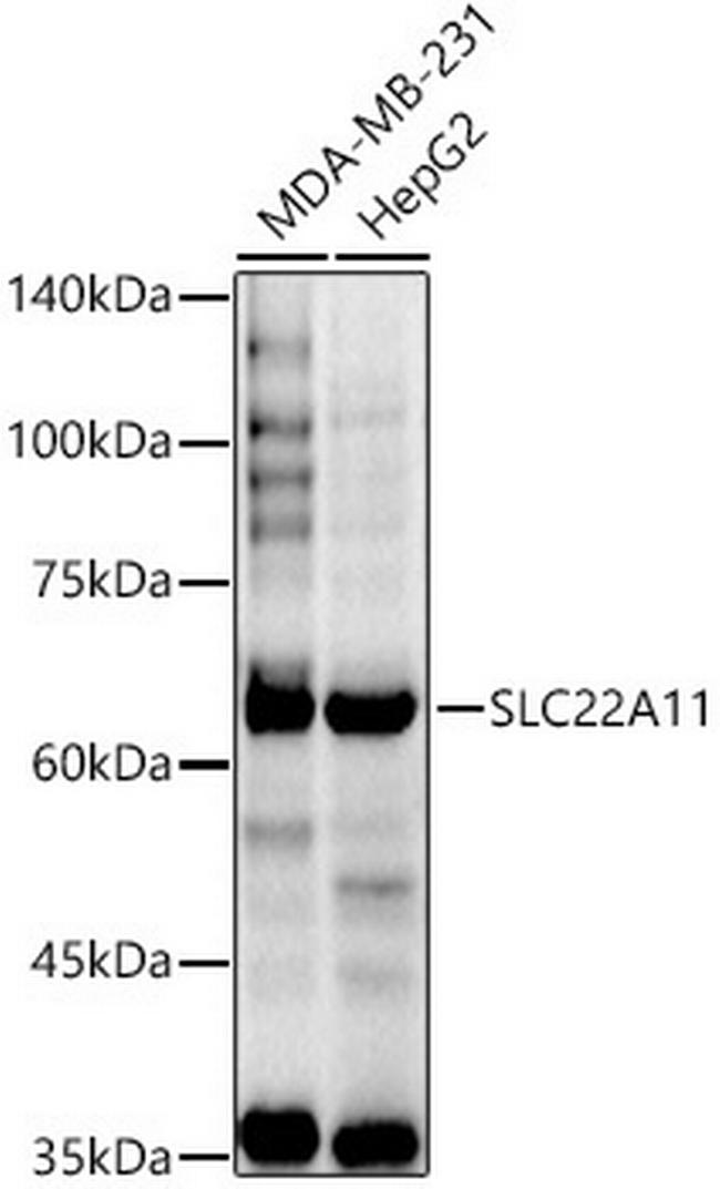 SLC22A11 Antibody in Western Blot (WB)