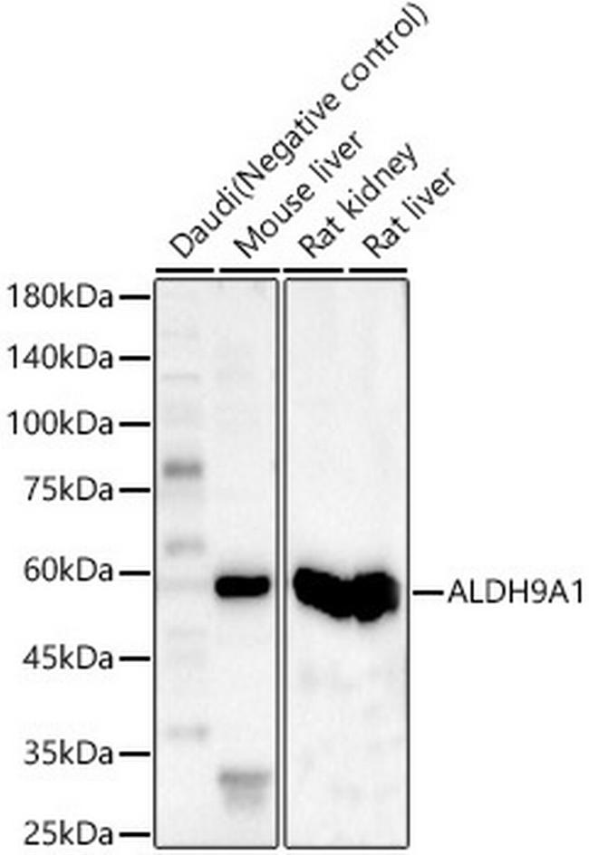 ALDH9A1 Antibody in Western Blot (WB)