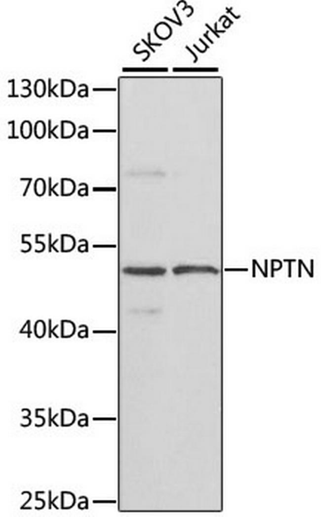 Neuroplastin Antibody in Western Blot (WB)