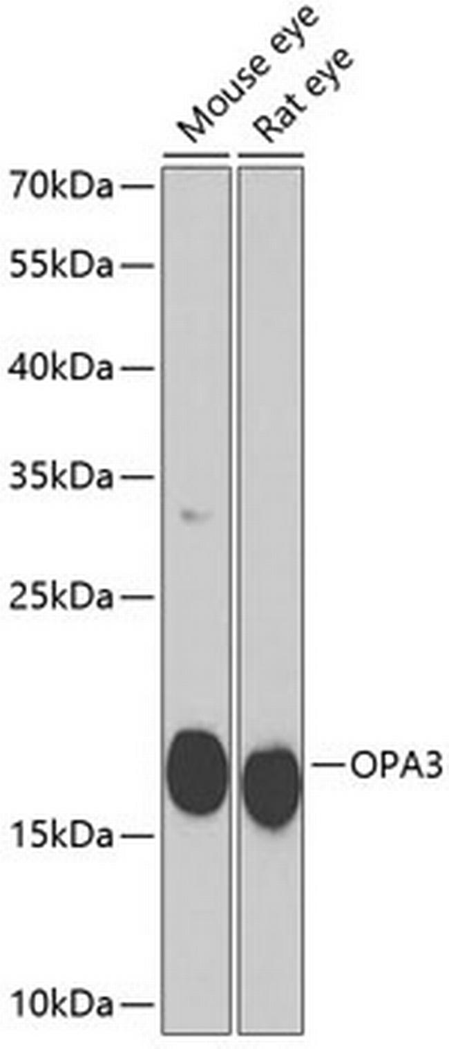 OPA3 Antibody in Western Blot (WB)