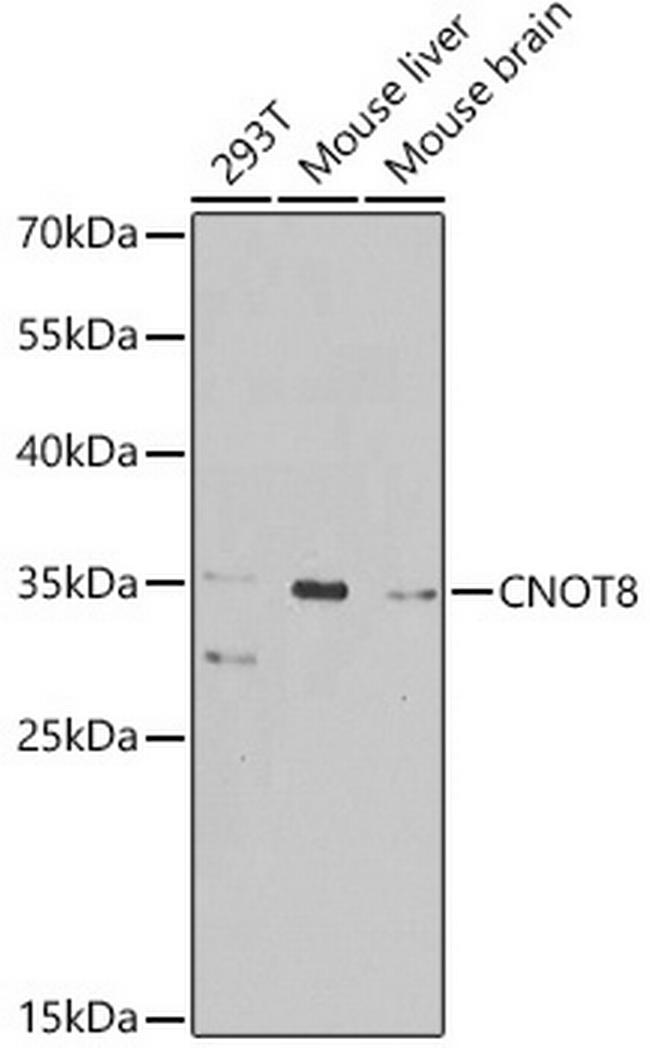 CNOT8 Antibody in Western Blot (WB)