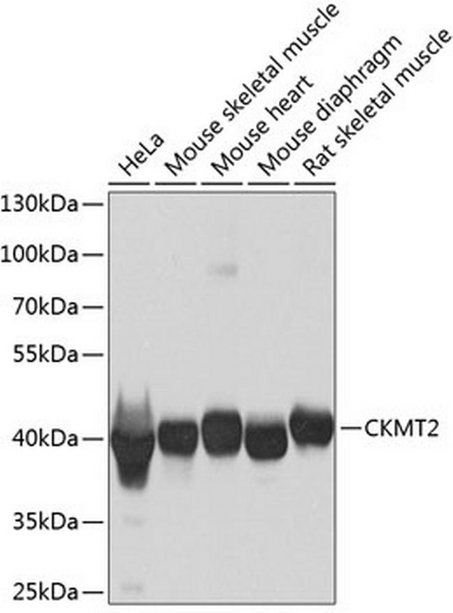 CKMT2 Antibody in Western Blot (WB)