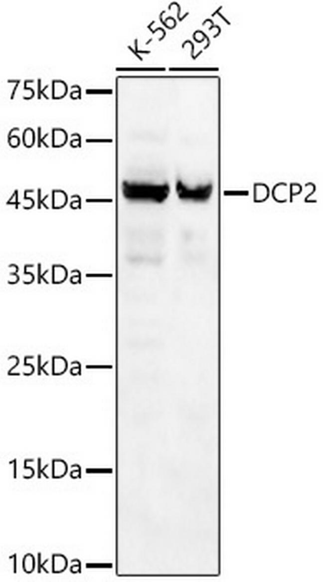 DCP2 Antibody in Western Blot (WB)