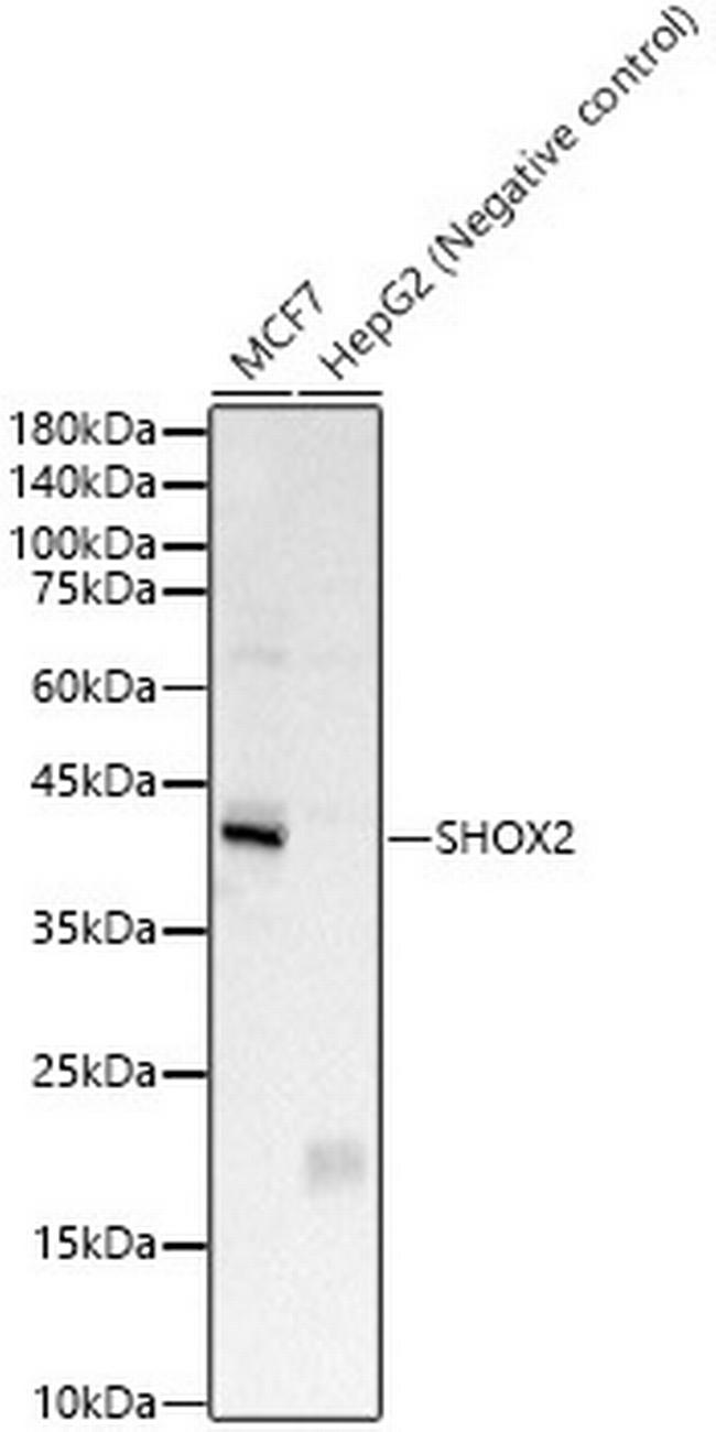 SHOX2 Antibody in Western Blot (WB)