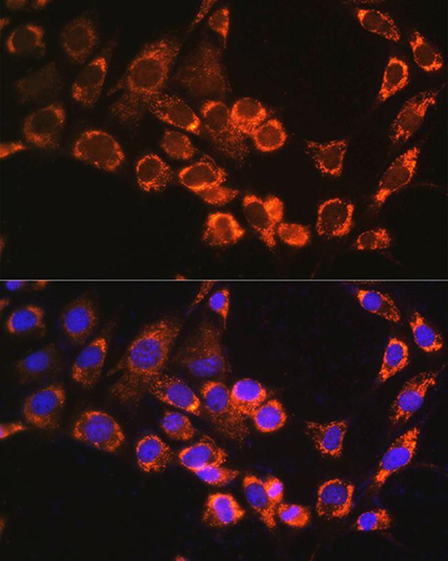 TRIM23 Antibody in Immunocytochemistry (ICC/IF)