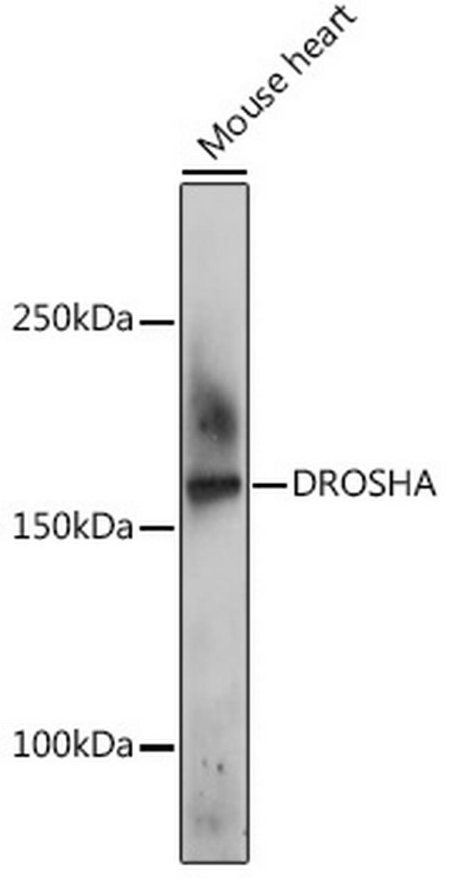 Drosha Antibody in Western Blot (WB)