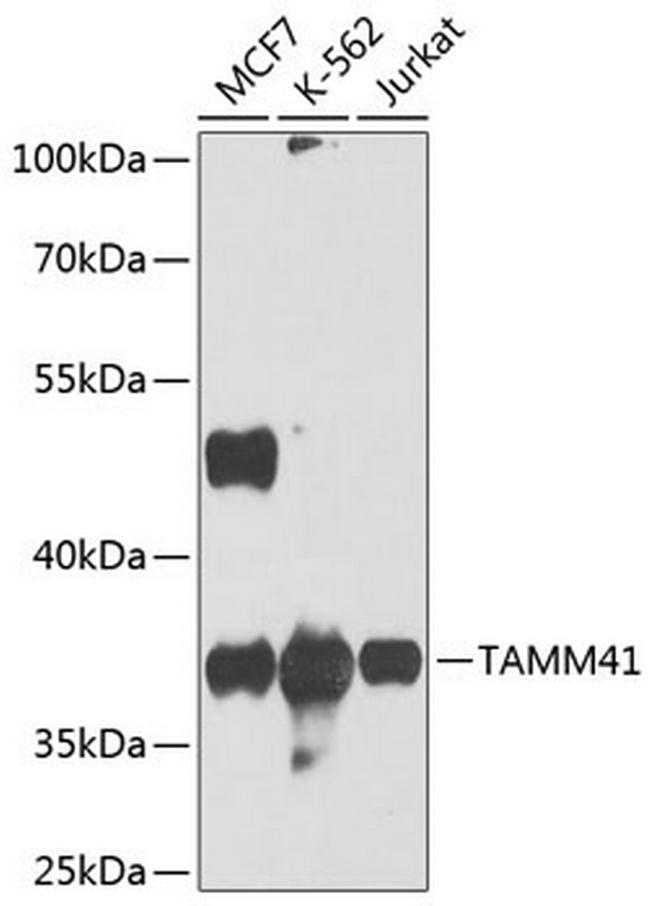 C3orf31 Antibody in Western Blot (WB)