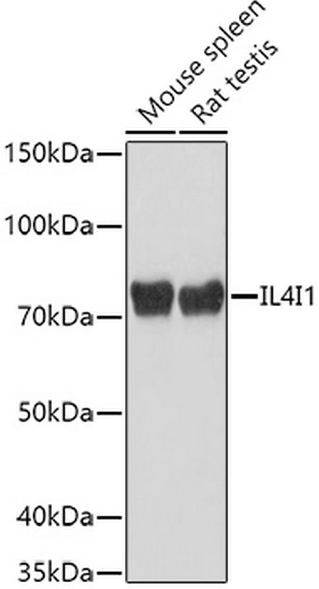 IL4I1 Antibody in Western Blot (WB)