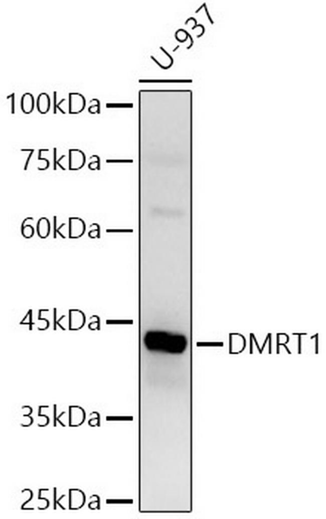 DMRT1 Antibody in Western Blot (WB)