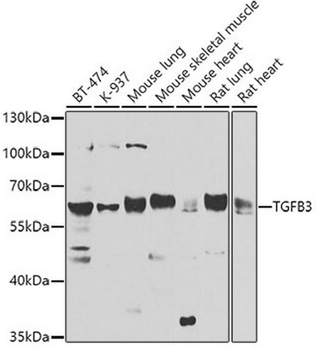 TGF beta-3 Antibody in Western Blot (WB)