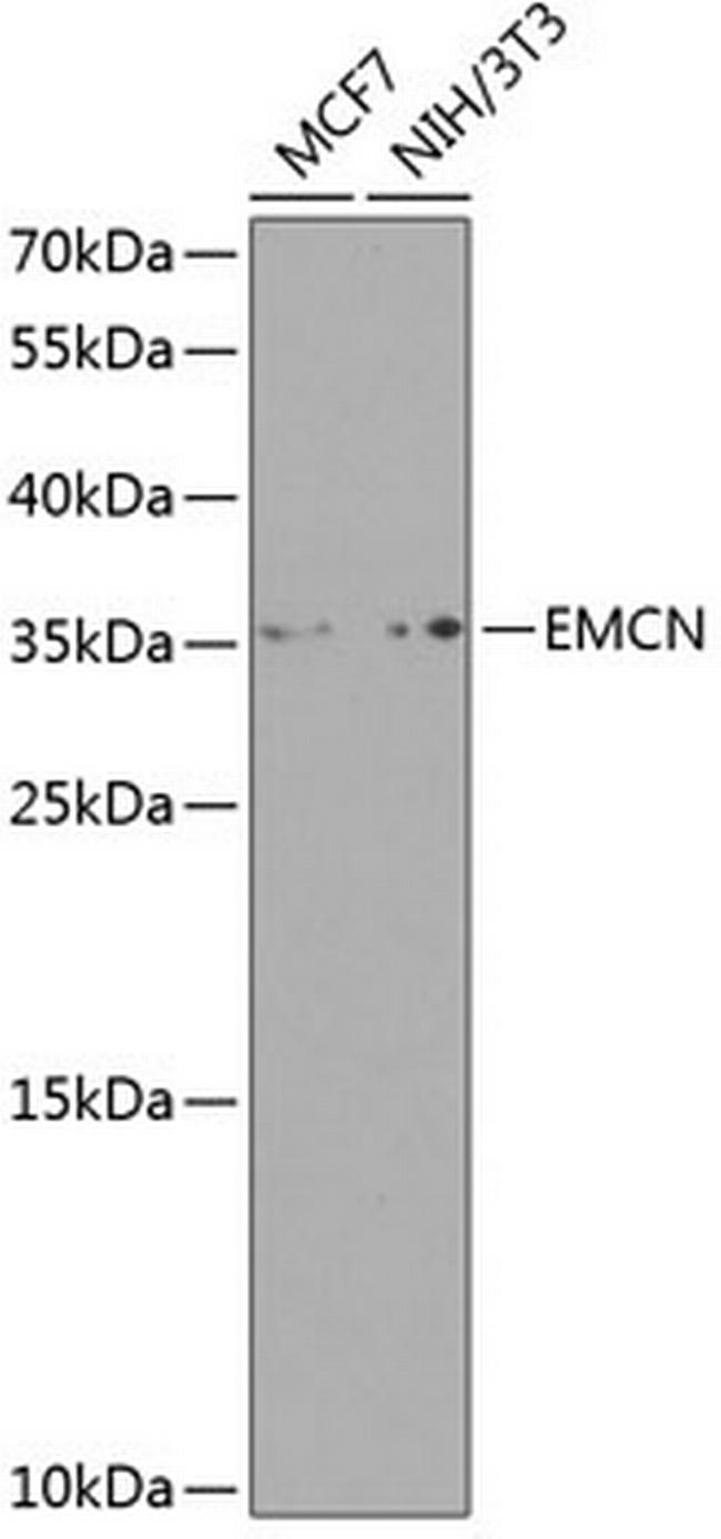 Endomucin Antibody in Western Blot (WB)