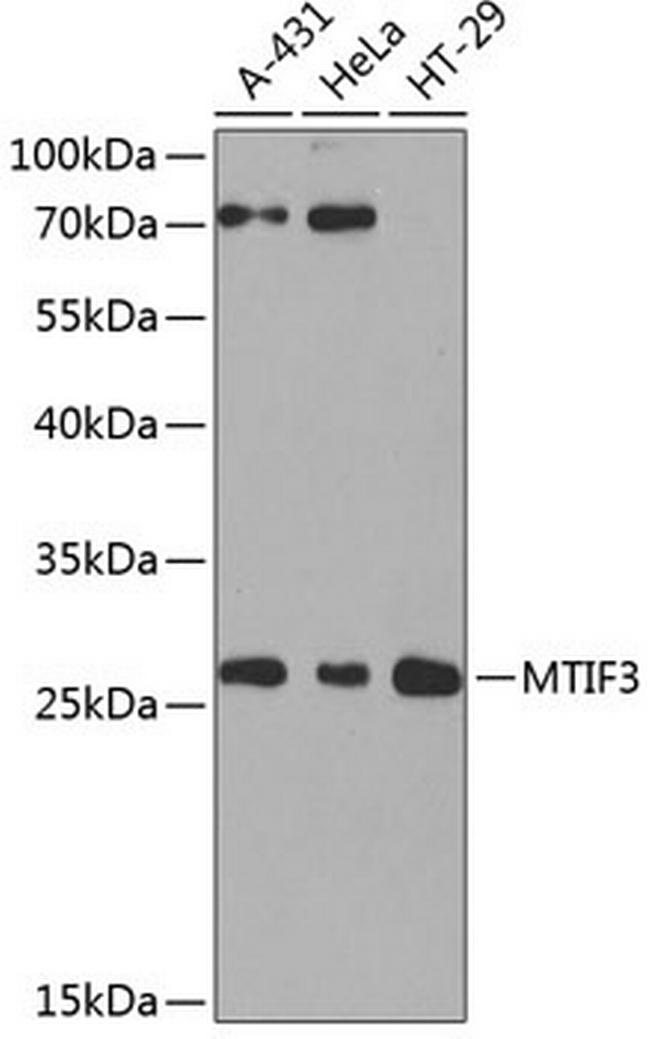 MTIF3 Antibody in Western Blot (WB)