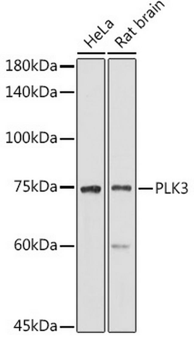 PLK3 Antibody in Western Blot (WB)