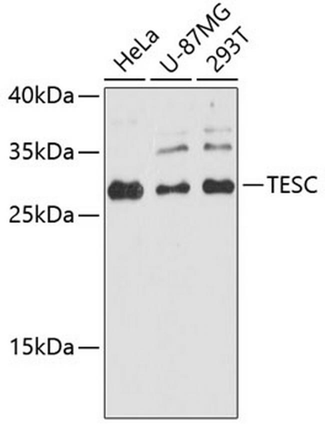 TESC Antibody in Western Blot (WB)