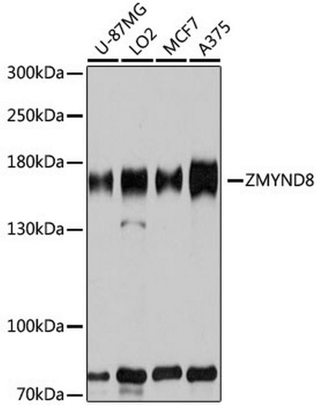 ZMYND8 Antibody in Western Blot (WB)