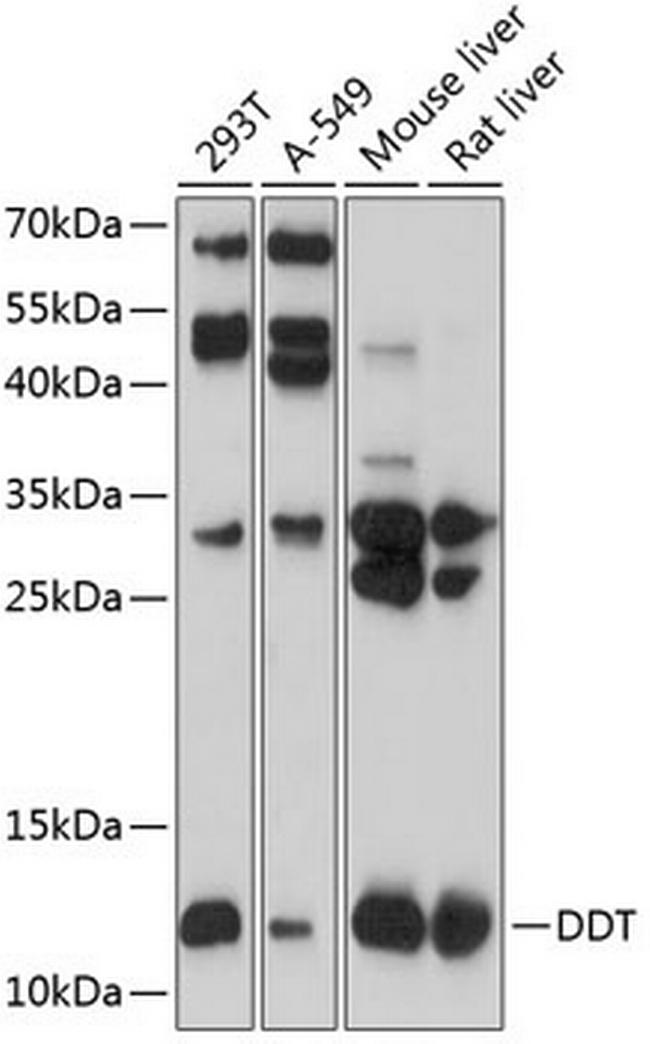 DDT Antibody in Western Blot (WB)