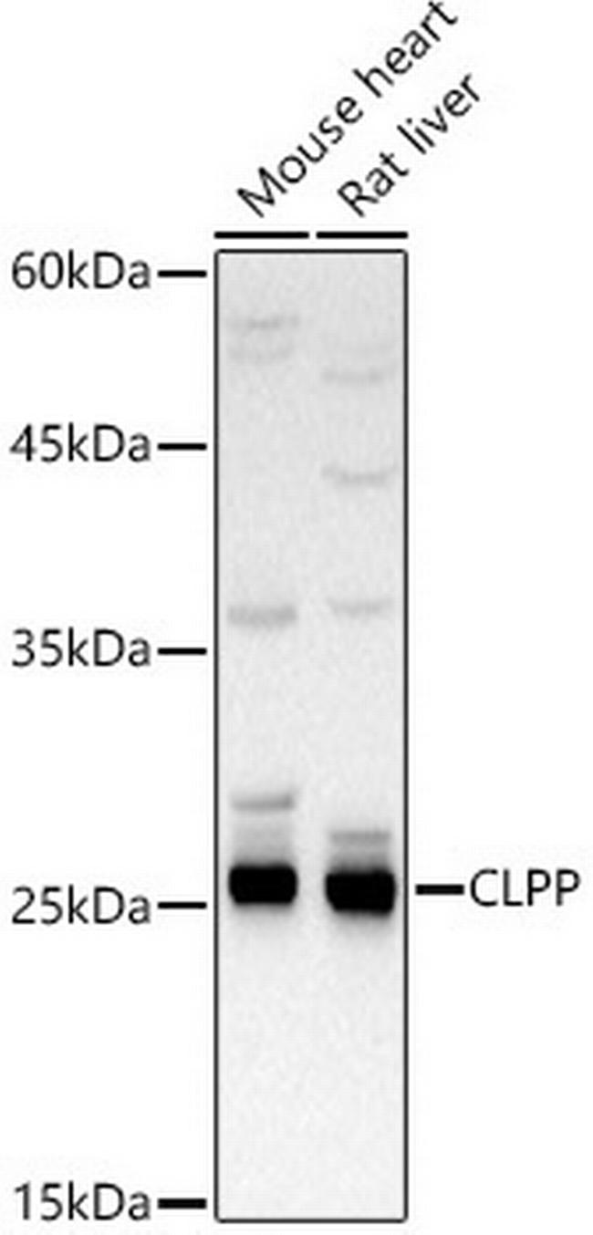 CLPP Antibody in Western Blot (WB)