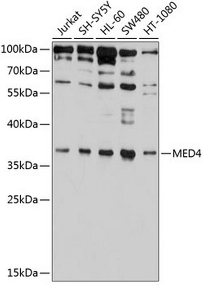 MED4 Antibody in Western Blot (WB)