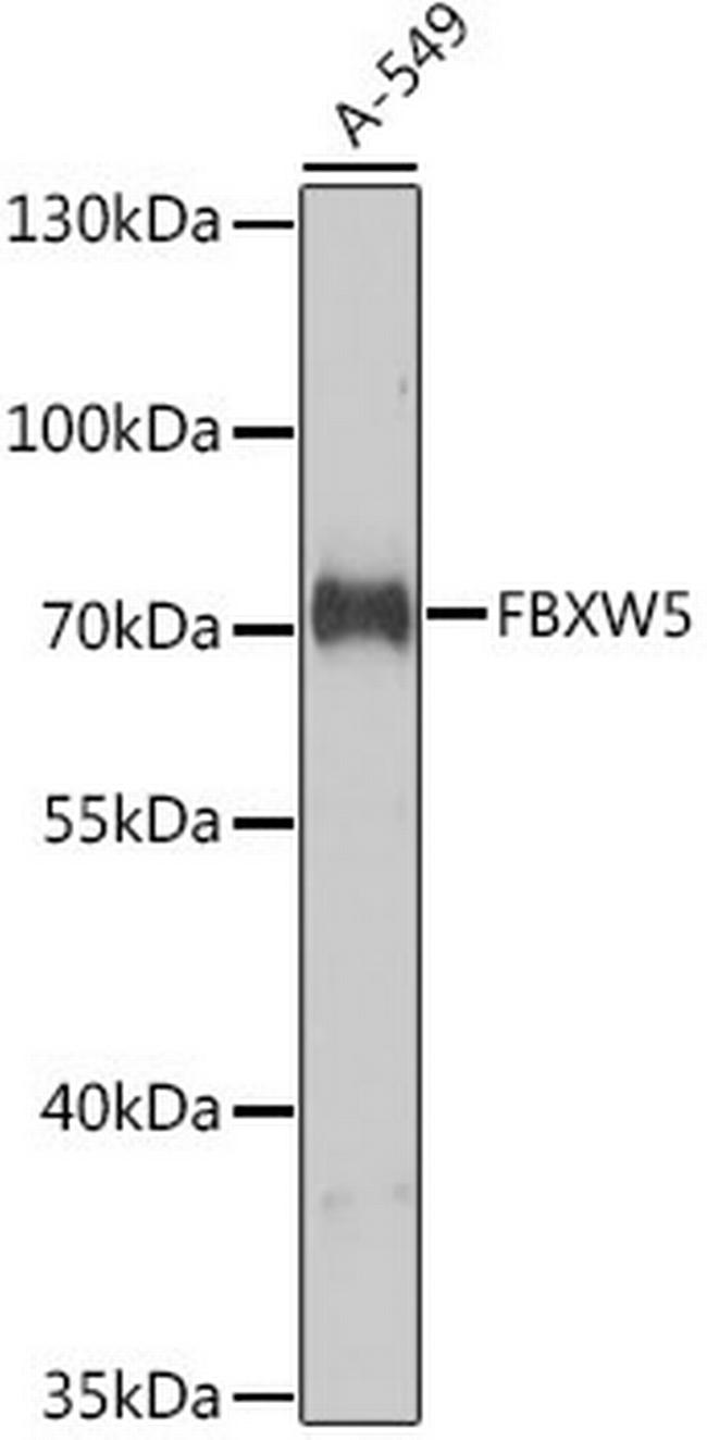 FBXW5 Antibody in Western Blot (WB)