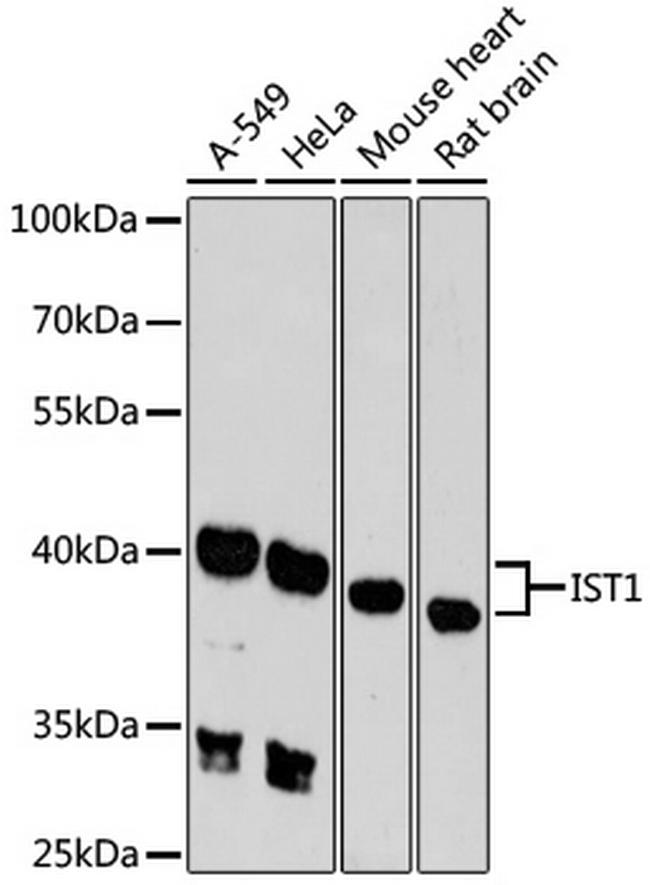 IST1 Antibody in Western Blot (WB)