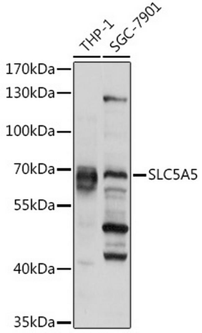 SLC5A5 Antibody in Western Blot (WB)