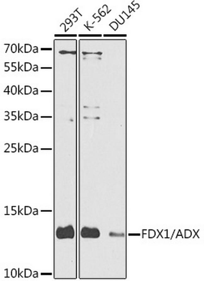 FDX1 Antibody in Western Blot (WB)