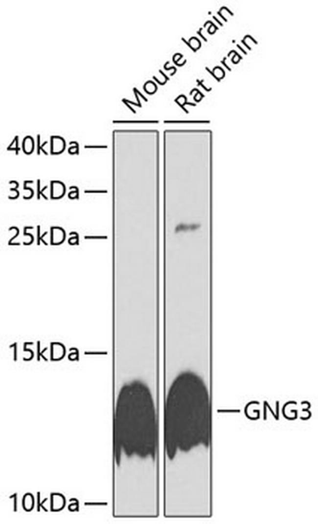 GNG3 Antibody in Western Blot (WB)