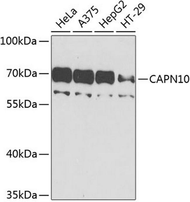 Calpain 10 Antibody in Western Blot (WB)