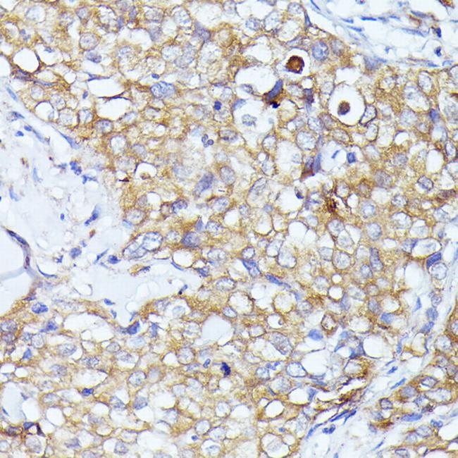 eIF3l Antibody in Immunohistochemistry (Paraffin) (IHC (P))