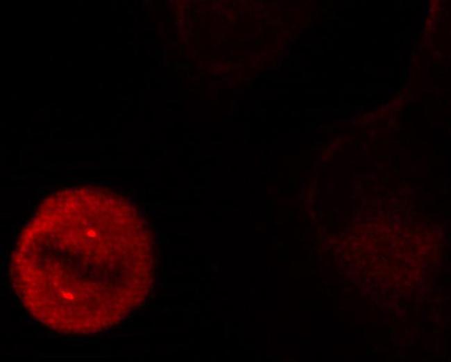 Phospho-ERK1 (Tyr204) Antibody in Immunocytochemistry (ICC/IF)